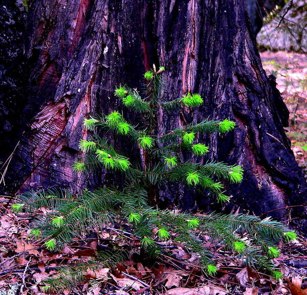 Old Growth Art Print featuring the photograph Mommy and Baby Pines by Jeff Lowe