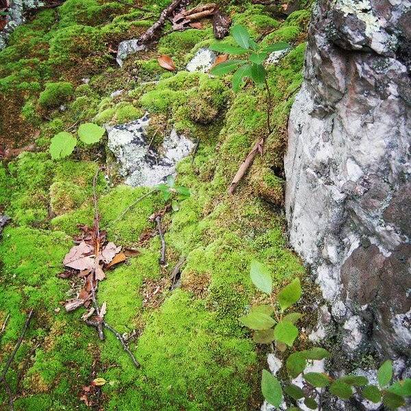  Art Print featuring the photograph Moss And Bedrock. Near The Base Of by Reid Nelson