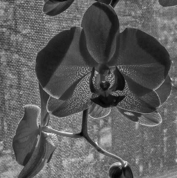 Flower Art Print featuring the photograph Moth Orchid in Window by Ron White