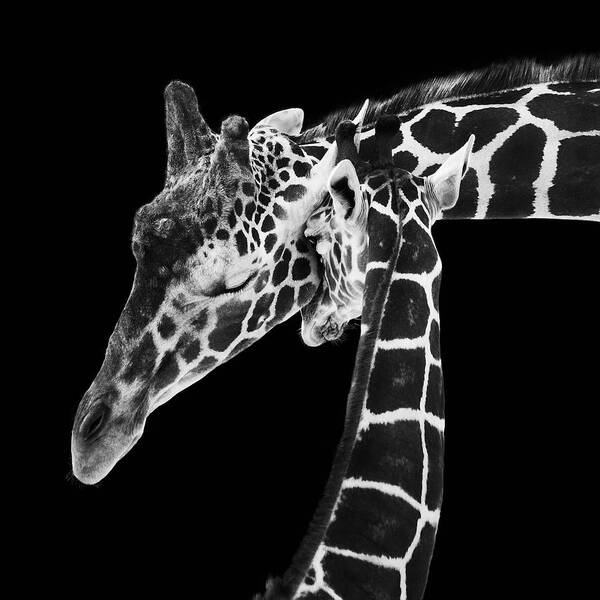 3scape Photos Art Print featuring the photograph Mother and Baby Giraffe by Adam Romanowicz