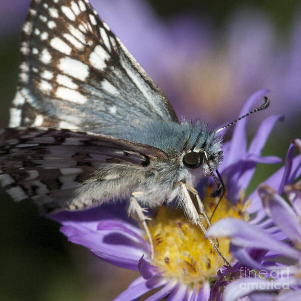 Butterfly Art Print featuring the photograph Nature's Best Butterfly by Chris Scroggins