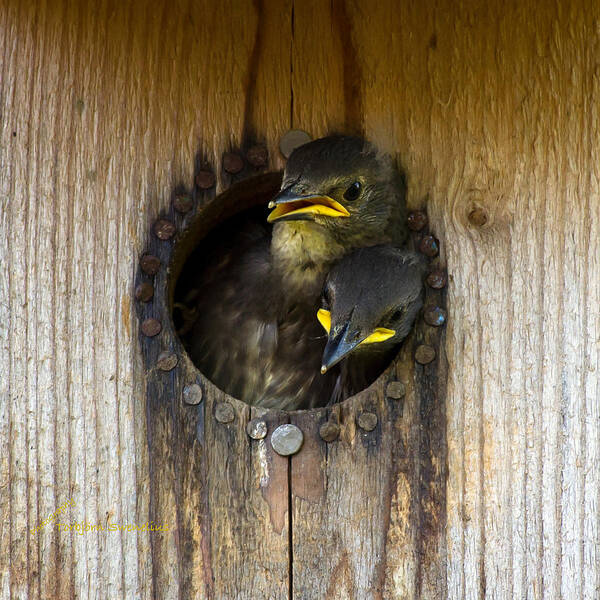 Nestling Starlings Art Print featuring the photograph Nestling Starlings by Torbjorn Swenelius