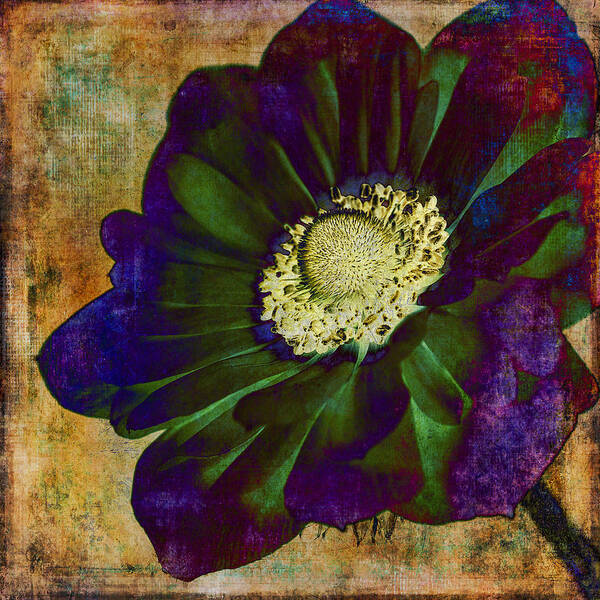 Anemone Art Print featuring the photograph New Hue by Caitlyn Grasso