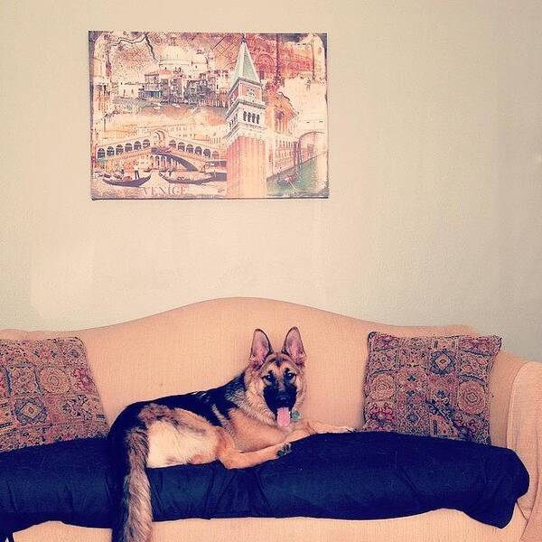 Dog Art Print featuring the photograph Couch Model by Mikaela Pederson