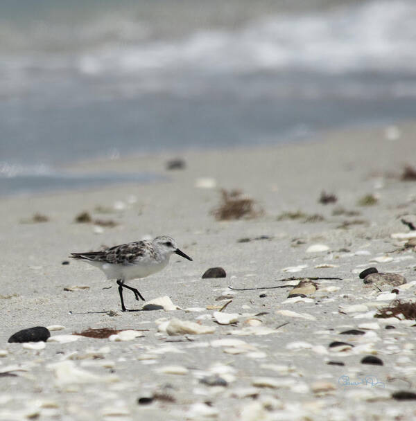 susan Molnar Art Print featuring the photograph Nokomis Beach Piper by Susan Molnar