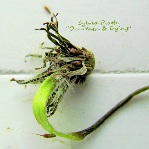 Dead Flower Art Print featuring the photograph On Death and Dying by Lori Lafargue