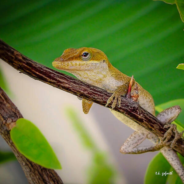 Lizard Art Print featuring the photograph On Guard Squared by TK Goforth