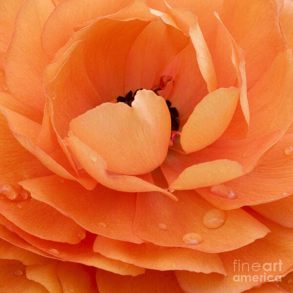Persian Buttercup Art Print featuring the photograph Orange Delight by Patty Colabuono