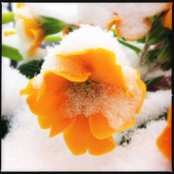 Flower Art Print featuring the photograph Orange spring flower with snow by Matthias Hauser