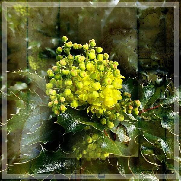 Oregon State Flower Art Print featuring the photograph Oregon Grape by Nick Kloepping
