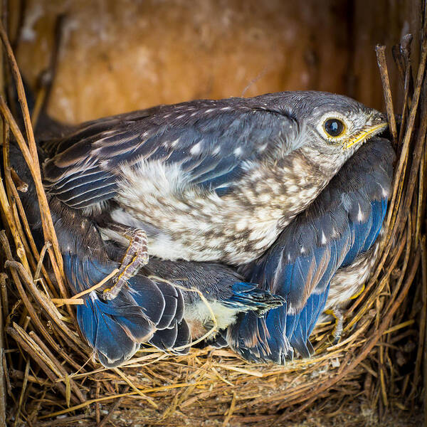 Bird Art Print featuring the photograph Overflow Seating by Bill Pevlor