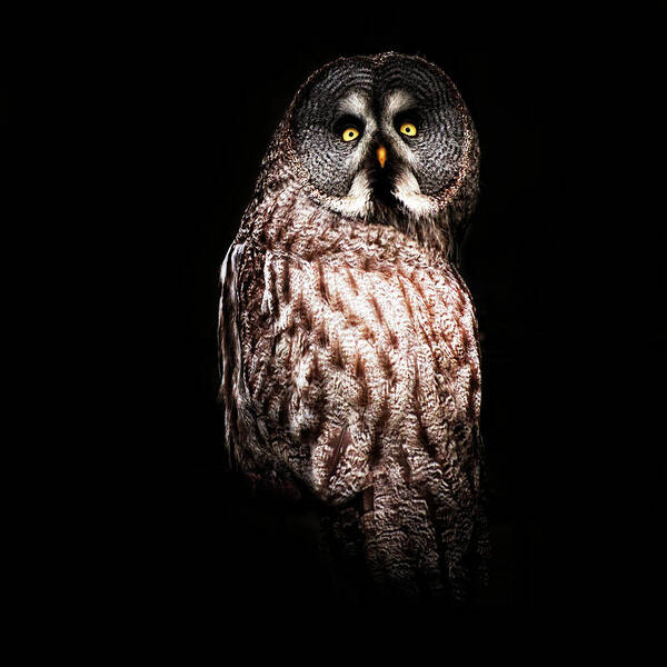 Animal Themes Art Print featuring the photograph Owl In The Dark by Samantha Nicol Art Photography