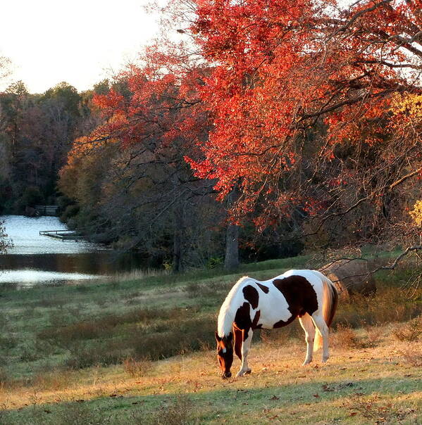 Paint Art Print featuring the photograph Paint horse in the Fall by Phil And Karen Rispin