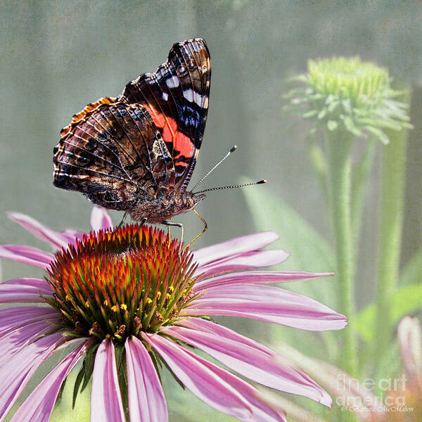 Painted Lady Art Print featuring the photograph Painted Lady on Coneflower by Barbara McMahon