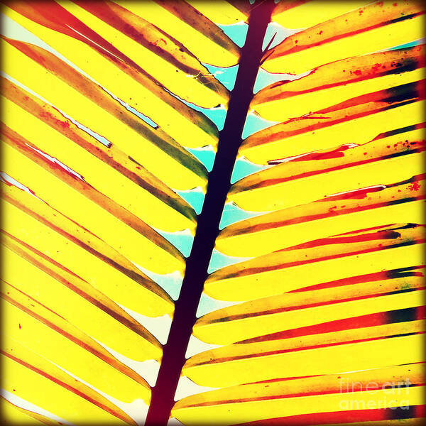 Florida Art Print featuring the photograph Palm by Chris Andruskiewicz