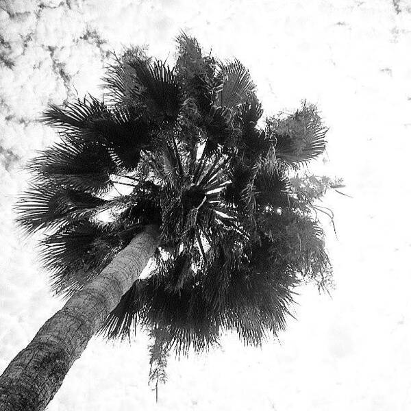  Art Print featuring the photograph Palm Pom Pom! by Carolyn Toshach
