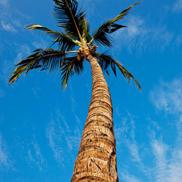 Palm Tree Art Print featuring the photograph Palm Tree at High Noon by Matt Mayer