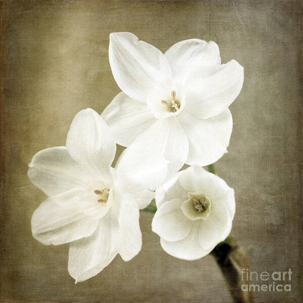 Paper White Art Print featuring the photograph Paper Whites by Tamara Becker