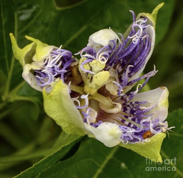 Flower Art Print featuring the photograph Passionflower opening 1 by Gerald Grow