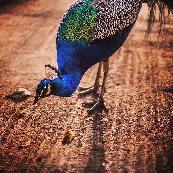 Beautiful Art Print featuring the photograph Peacock In Africa by Aleck Cartwright