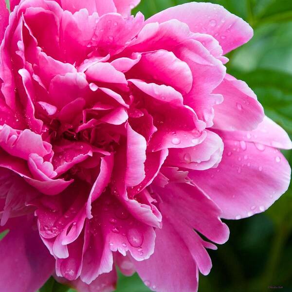 Flowers Art Print featuring the photograph Peony After the Rain by Kristin Hatt