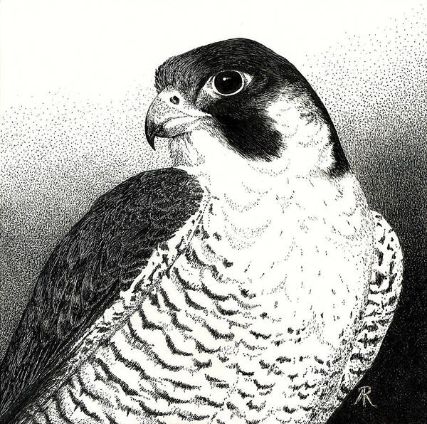 Bird Art Print featuring the drawing Peregrine Falcon by Ann Ranlett