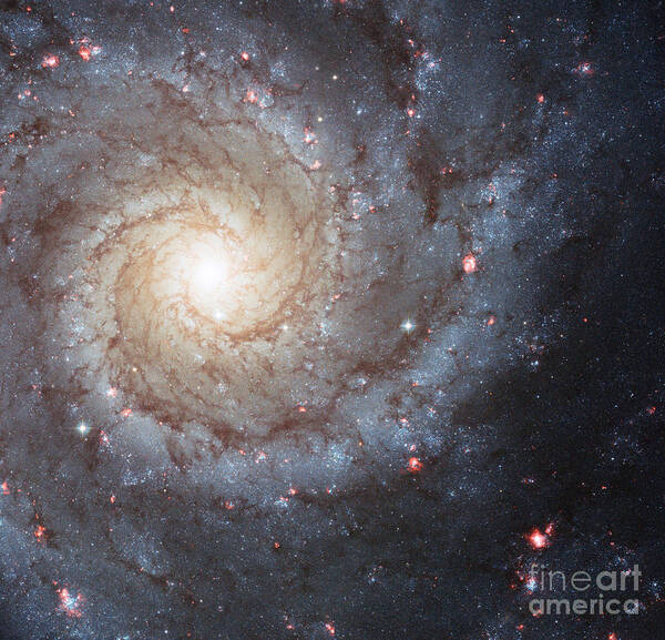 M74 Art Print featuring the photograph Phantom Galaxy M74 by Science Source