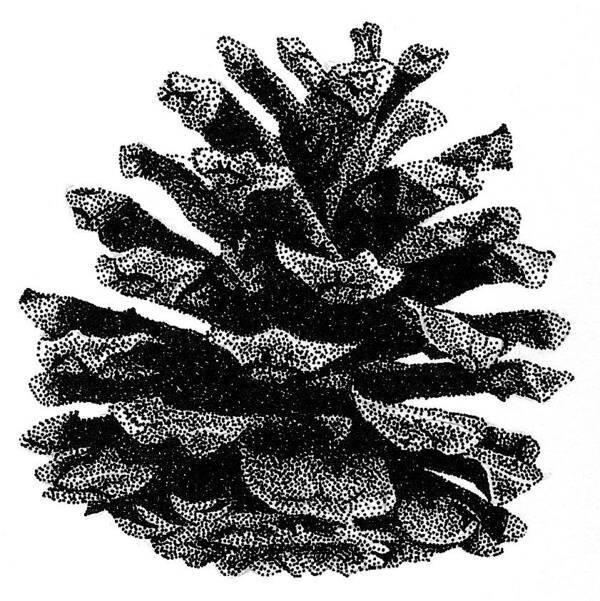 Still Life Art Print featuring the drawing Pine Cone by Rob Christensen