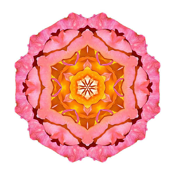 Flower Art Print featuring the photograph Pink and Orange Rose I Flower Mandala White by David J Bookbinder