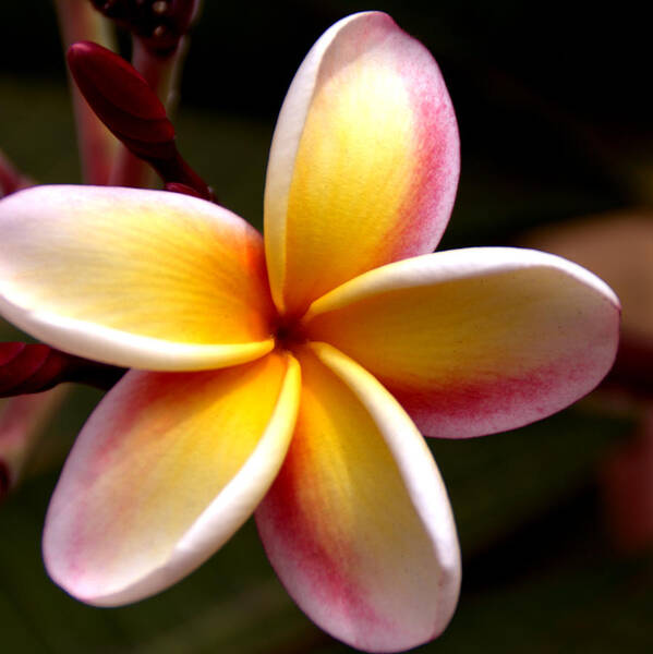 Still Life Art Print featuring the photograph Pink and Yellow Plumeria by Brian Harig