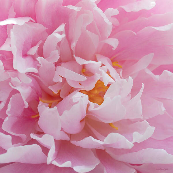 Peony Art Print featuring the photograph Pink Peony Flower Waving Petals by Jennie Marie Schell