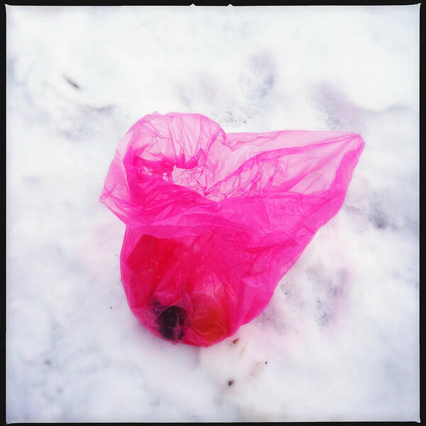 Pink Art Print featuring the photograph Pink plastic bag lying on white snow by Matthias Hauser