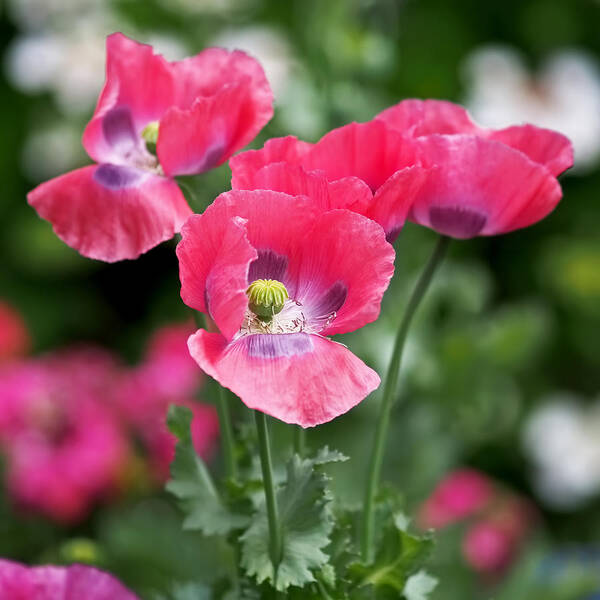 Poppy Art Print featuring the photograph Pink Poppies by Rona Black