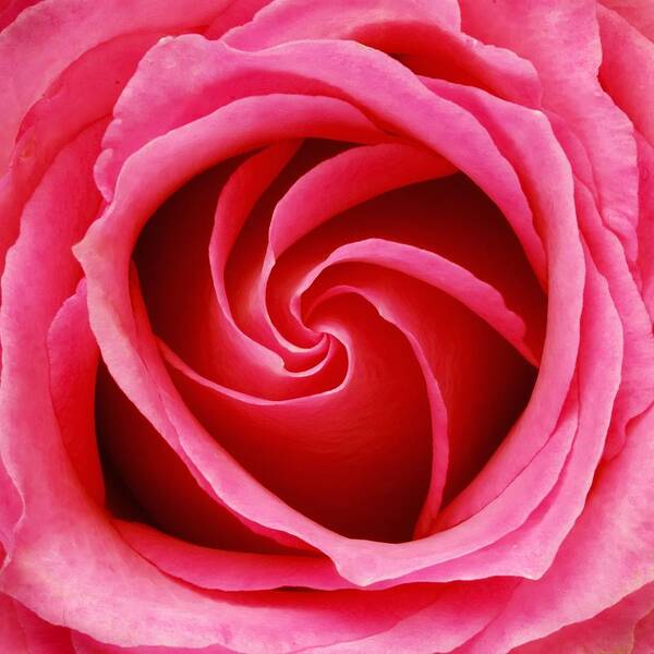 Petals Art Print featuring the photograph Pink Rose by Jim Hughes