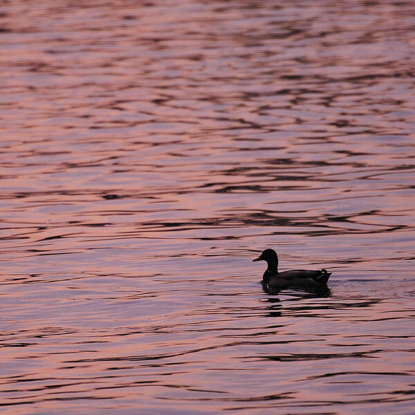 Pink Art Print featuring the photograph Pink Sunset with Duck in silhouette by Marianne Campolongo