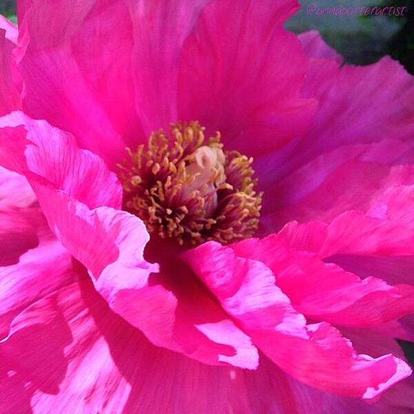 Annasgardens Art Print featuring the photograph Pinkiliciousness Frills! My Bright Pink by Anna Porter