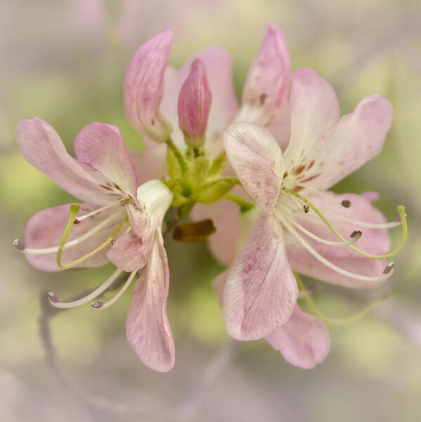 Canon T3i Art Print featuring the photograph Pinkshell Azalea by Ben Shields