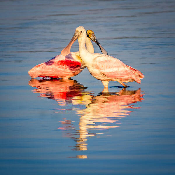 Ajaja Art Print featuring the photograph Platalea ajaja by Traveler's Pics