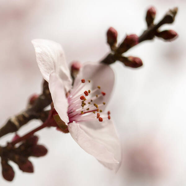 Plum Blossom Art Print featuring the photograph Plum Pink by Caitlyn Grasso
