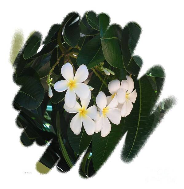 Hawaii Flowers Art Print featuring the photograph Plumeria by Scott Cameron