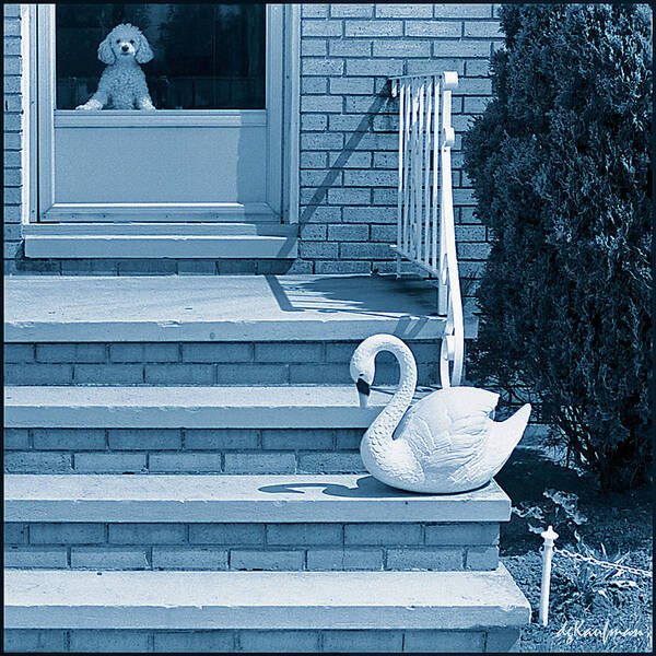 Poodle & Swan Art Print featuring the photograph Poodle and Swan by Dolores Kaufman