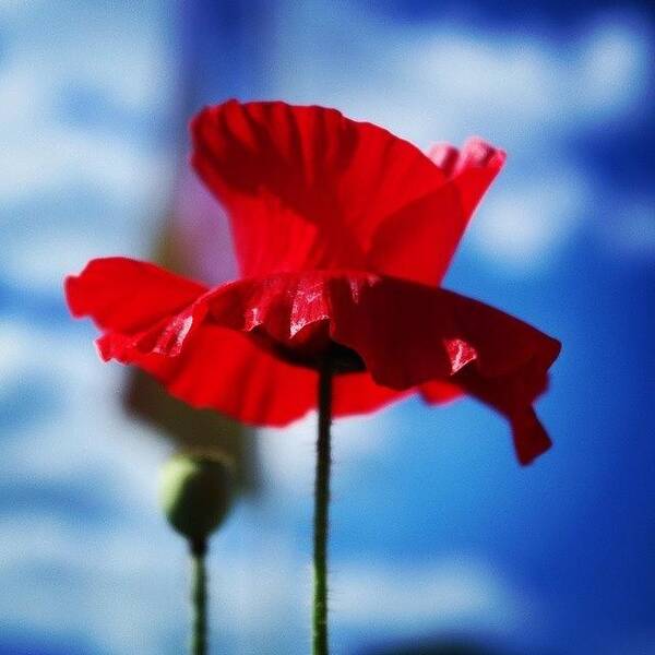 11 Art Print featuring the photograph Poppy Against Blue Skies
#poppy by Bex Byrne 