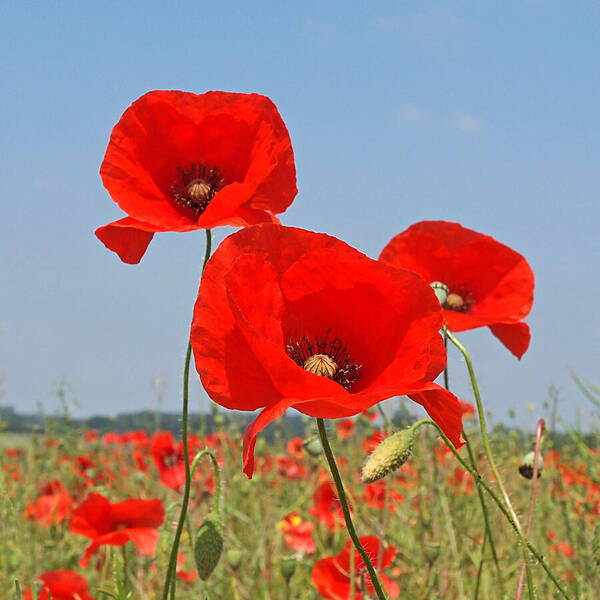 Poppy Field Art Print featuring the photograph Poppy Fields 4 by Gill Billington