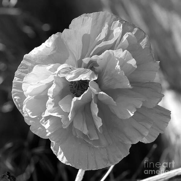 Black And White Art Print featuring the photograph Poppy in Black and White by Carol Groenen