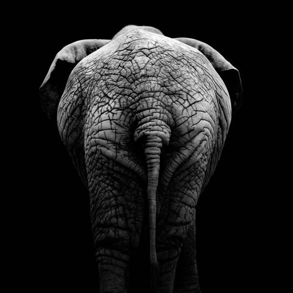 Elephant Art Print featuring the photograph Portrait of Elephant in black and white II by Lukas Holas