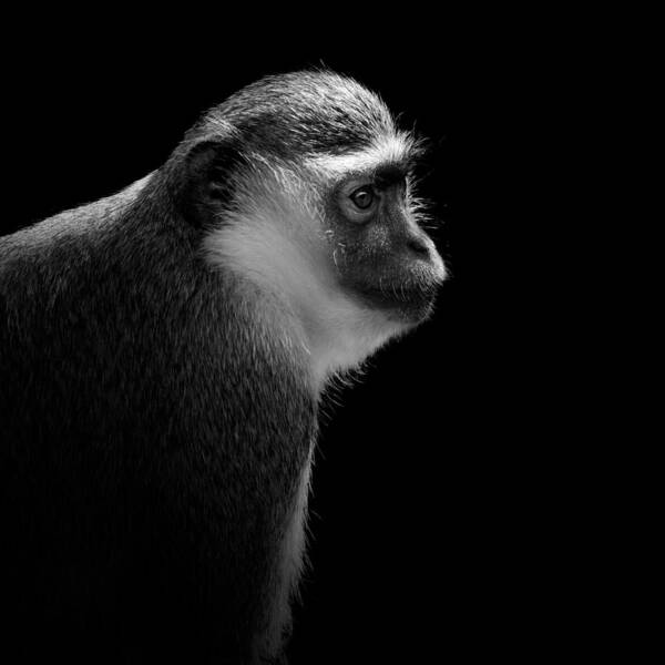 Green Monkey Art Print featuring the photograph Portrait of Green monkey in black and white by Lukas Holas