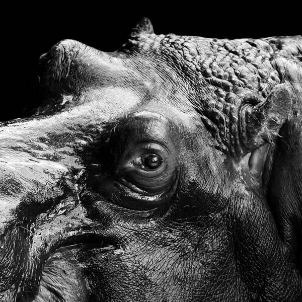 Hippo Art Print featuring the photograph Portrait of Hippo in black and white by Lukas Holas