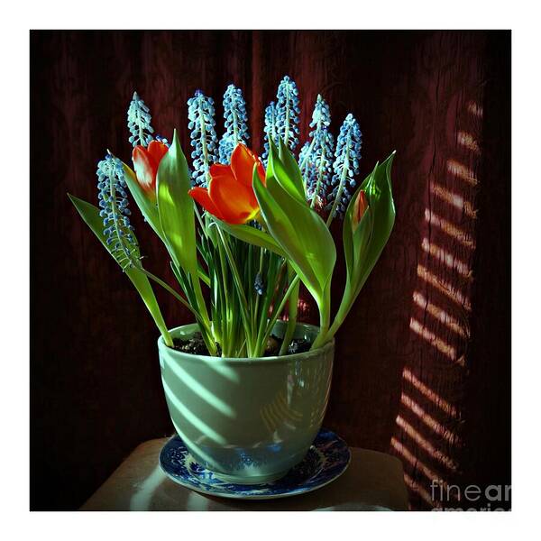 Flower Art Print featuring the photograph Potted Flowers in the Shadows by Patricia Strand