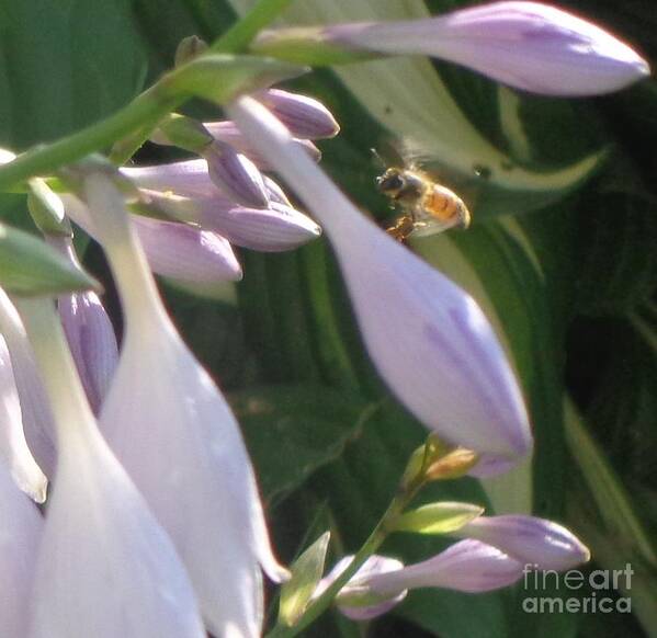 Flower Art Print featuring the photograph Preparing to Land by Christina Verdgeline