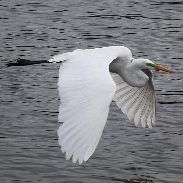 Beautiful Art Print featuring the photograph Pretty Bird Flying Around Harbour by Erik Hogan